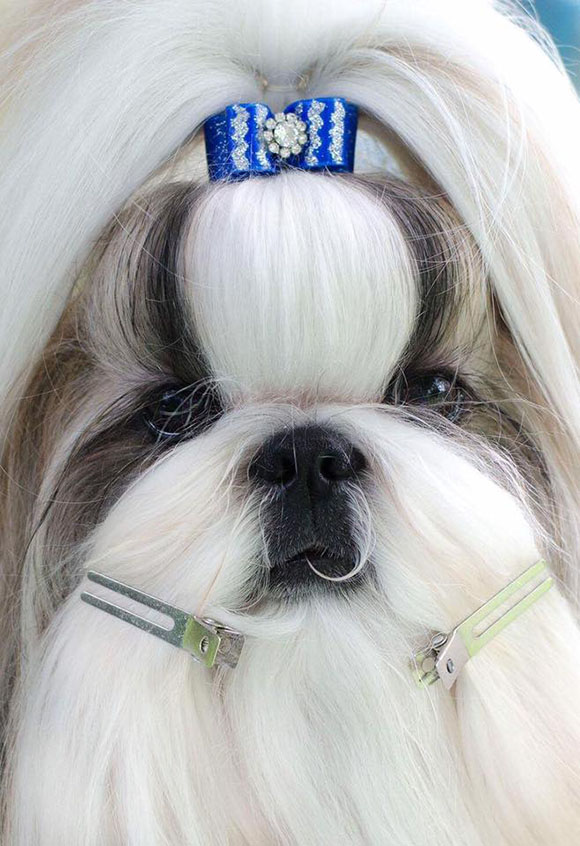 shih-tzu face